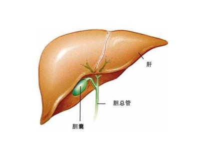 广州中医肿瘤科医院科普|胆管癌不同时期的不同症状