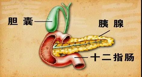 胰腺瘤生存率低且治疗困难?别怕，中医有妙招！